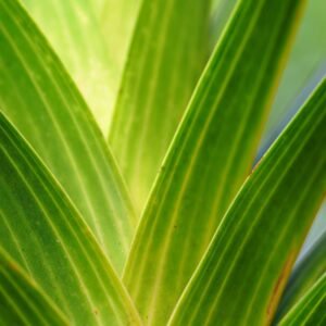 ignartonosbg leaves 9244714 1920